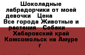 Шоколадные лабрадорчики от моей девочки › Цена ­ 25 000 - Все города Животные и растения » Собаки   . Хабаровский край,Комсомольск-на-Амуре г.